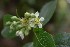  ( - 0264-I_JAC3277)  @11 [ ] CreativeCommons - Attribution Non-Commercial Share-Alike (2017) Instituto de Investigacion Alexander von Humboldt (IAvH) Instituto de Investigacion Alexander von Humboldt (IAvH)