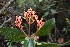  ( - 0257-I_JAC3269)  @11 [ ] CreativeCommons - Attribution Non-Commercial Share-Alike (2017) Instituto de Investigacion Alexander von Humboldt (IAvH) Instituto de Investigacion Alexander von Humboldt (IAvH)