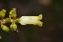  (Palicourea demissa - 0057-I_HMC18881)  @11 [ ] CreativeCommons - Attribution Non-Commercial Share-Alike (2017) Instituto de Investigacion Alexander von Humboldt (IAvH) Instituto de Investigacion Alexander von Humboldt (IAvH)