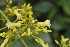 (Palicourea lasiorrhachis - 0160-I_HMC19004)  @11 [ ] CreativeCommons - Attribution Non-Commercial Share-Alike (2017) Instituto de Investigacion Alexander von Humboldt (IAvH) Instituto de Investigacion Alexander von Humboldt (IAvH)