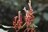  (Palicourea paniculata - 0257-I_JAC3269)  @11 [ ] CreativeCommons - Attribution Non-Commercial Share-Alike (2017) Instituto de Investigacion Alexander von Humboldt (IAvH) Instituto de Investigacion Alexander von Humboldt (IAvH)