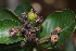  ( - 0055-I_HMC18878)  @11 [ ] CreativeCommons - Attribution Non-Commercial Share-Alike (2016) Instituto de Investigacion Alexander von Humboldt (IAvH) Instituto de Investigacion Alexander von Humboldt (IAvH)