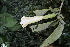  ( - 0004-I_HMC18823)  @11 [ ] CreativeCommons - Attribution Non-Commercial Share-Alike (2065) Instituto de Investigacion Alexander von Humboldt (IAvH) Instituto de Investigacion Alexander von Humboldt (IAvH)