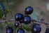 (Cestrum buxifolium - 0021-I_HMC18842)  @11 [ ] CreativeCommons - Attribution Non-Commercial Share-Alike (2071) Instituto de Investigacion Alexander von Humboldt (IAvH) Instituto de Investigacion Alexander von Humboldt (IAvH)