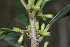  ( - 0036-I_HMC18858)  @11 [ ] CreativeCommons - Attribution Non-Commercial Share-Alike (2074) Instituto de Investigacion Alexander von Humboldt (IAvH) Instituto de Investigacion Alexander von Humboldt (IAvH)
