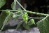  ( - 0122-I_HMC18958)  @11 [ ] CreativeCommons - Attribution Non-Commercial Share-Alike (2016) Instituto de Investigacion Alexander von Humboldt (IAvH) Instituto de Investigacion Alexander von Humboldt (IAvH)