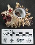 (Hexaplex princeps - Hpr_Consec 90311)  @11 [ ] by-nc-sa (2018) Invemar Invemar-BEM