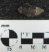  (Gemophos sanguinolentus - Gsa_MOL12047)  @11 [ ] by-nc-sa (2018) Invemar Invemar-BEM