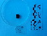  (Tegula pellisserpentis - Tpe_Consec 90394)  @11 [ ] by-nc-sa (2018) Invemar Invemar-BEM