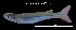  (Atherinella brasiliensis - Abr_TEJ3830)  @11 [ ] Unspecified (default): All Rights Reserved (2023) Invemar Invemar-BEM