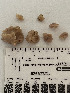  (Suberites aurantiacus - Sau_TEJ4436)  @11 [ ] by-nc-sa (2018) Invemar Invemar-BEM