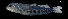  ( - Msu_INV PEC14223)  @11 [ ] Unspecified (default): All Rights Reserved (2025) Invemar Invemar-BEM