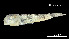  (Axoclinus lucillae - Alu_INV PEC14225)  @11 [ ] Unspecified (default): All Rights Reserved (2025) Invemar Invemar-BEM