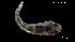  (Tomicodon cf. zebra - Tom_INV PEC14226)  @11 [ ] Unspecified (default): All Rights Reserved (2025) Invemar Invemar-BEM