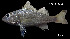  ( - Hax_INV PEC14243)  @11 [ ] Unspecified (default): All Rights Reserved (2025) Invemar Invemar-BEM