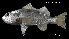  ( - Hax_Consec. 90138)  @11 [ ] Unspecified (default): All Rights Reserved (2025) Invemar Invemar-BEM