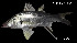  (Centropomus armatus - Car_INV PEC14276)  @11 [ ] Unspecified (default): All Rights Reserved (2025) Invemar Invemar-BEM