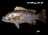  ( - Lno_INV PEC14277)  @11 [ ] Unspecified (default): All Rights Reserved (2025) Invemar Invemar-BEM