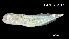  (Hypsoblennius maculipinna - Hma_INV PEC14259)  @11 [ ] Unspecified (default): All Rights Reserved (2025) Invemar Invemar-BEM