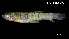  (Priapichthys panamensis - Ppa_INV PEC14261)  @11 [ ] Unspecified (default): All Rights Reserved (2025) Invemar Invemar-BEM