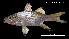  (Centropomus medius - Cme_PEC14273)  @11 [ ] Unspecified (default): All Rights Reserved (2025) Invemar Invemar-BEM