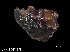  (Chelonaplysilla violacea - Cvi_POR1379)  @11 [ ] Unspecified (default): All Rights Reserved (2025) Invemar Invemar-BEM