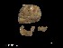  (Agelasida - Pla_POR1361)  @11 [ ] Unspecified (default): All Rights Reserved (2025) Invemar Invemar-BEM