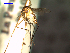  (Uranotaenia pulcherrima - MACN-Bar-Ins-ct 04780)  @12 [ ] Copyright (2012) MACN MACN