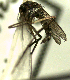  ( - MACN-Bar-Ins-ct 06115)  @12 [ ] Copyright (2016) Clara I. Berrón Universidad Nacional del Litoral