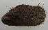  (Modiolinae - MIVSA:BIVAL:00034)  @14 [ ] CreativeCommons - Attribution Non-Commercial (2010) Cristian Bernardi Unspecified