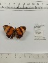  (Callicorina - CBMP0355)  @11 [ ] Unspecified (default): All Rights Reserved (2022) Copyright photoshop