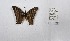  (Marpesia livius - CBMP0358)  @11 [ ] Unspecified (default): All Rights Reserved (2022) Copyright photoshop