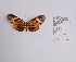  ( - CBMP0271)  @11 [ ] Unspecified (default): All Rights Reserved (2022) Copyright photoshop