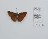  (Anastrus robigus - CBMP0284)  @11 [ ] Unspecified (default): All Rights Reserved (2022) Copyright photoshop