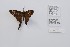  (Cercopterus - CBMP0286)  @11 [ ] Unspecified (default): All Rights Reserved (2022) Copyright photoshop