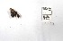  (Anteros aff. bracteata - CBMP0346)  @11 [ ] Unspecified (default): All Rights Reserved (2022) Copyright photoshop