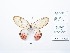  (Cithaerias cliftoni - CBMP0089)  @11 [ ] Copyright (2022) Unspecified photoshop