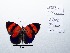  ( - CBMP0131)  @11 [ ] Copyright (2022) Unspecified photoshop