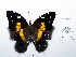  (Baeotus deucalion - CBMP0139)  @11 [ ] Copyright (2022) Unspecified photoshop