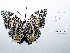  ( - CBMP0139)  @11 [ ] Copyright (2022) Unspecified photoshop