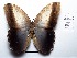  (Caligo prometheus - CBMP0142)  @11 [ ] Copyright (2022) Unspecified photoshop