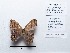 ( - CBMP0146)  @11 [ ] Copyright (2022) Unspecified photoshop