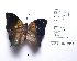  (Memphis pseudiphis - CBMP0202)  @11 [ ] Copyright (2022) Unspecified photoshop