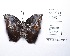  ( - CBMP0202)  @11 [ ] Copyright (2022) Unspecified photoshop
