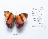  ( - CBMP0225)  @11 [ ] Copyright (2022) Unspecified photoshop