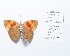  ( - CBMP0225)  @11 [ ] Copyright (2022) Unspecified photoshop