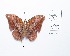  ( - CBMP0228)  @11 [ ] Copyright (2022) Unspecified photoshop
