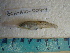  ( - IB-COAH026)  @12 [ ] CreativeCommons - Attribution Non-Commercial Share-Alike (2011) Hector Espinosa Universidad Nacional Autonoma de Mexico, Instituto de Biologia