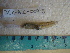  ( - IB-COAH027)  @12 [ ] CreativeCommons - Attribution Non-Commercial Share-Alike (2011) Hector Espinosa Universidad Nacional Autonoma de Mexico, Instituto de Biologia