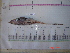  (Coelorinchus ventrilux - IB-COB008)  @13 [ ] CreativeCommons - Attribution Non-Commercial Share-Alike (2011) Hector Espinosa Universidad Nacional Autonoma de Mexico, Instituto de Biologia